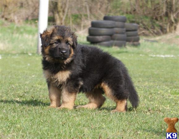 Kennel German Shepherd Picture 3